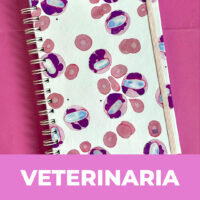 Categoria site veterinaria